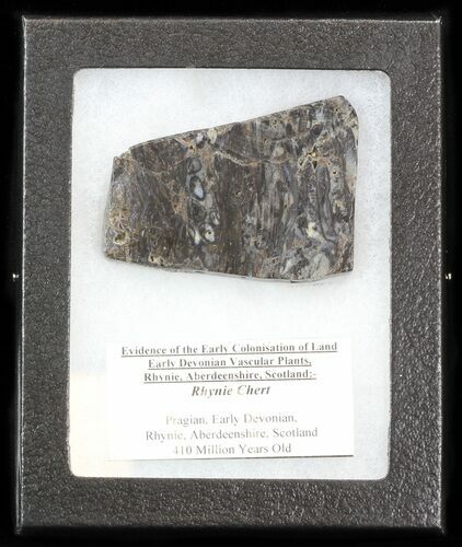 Rhynie Chert - Early Devonian Vascular Plant Fossils #40244
